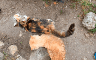 FAQ’s, Tips and Info on Visiting the Cat Sanctuary